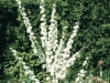 Prunus glandulosa Alba Plena